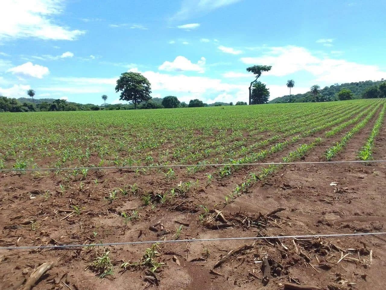 FAZENDA 117 ALQUEIRES - IDEAL PRA PECÚARIA - FORMOSA - GOIÁS