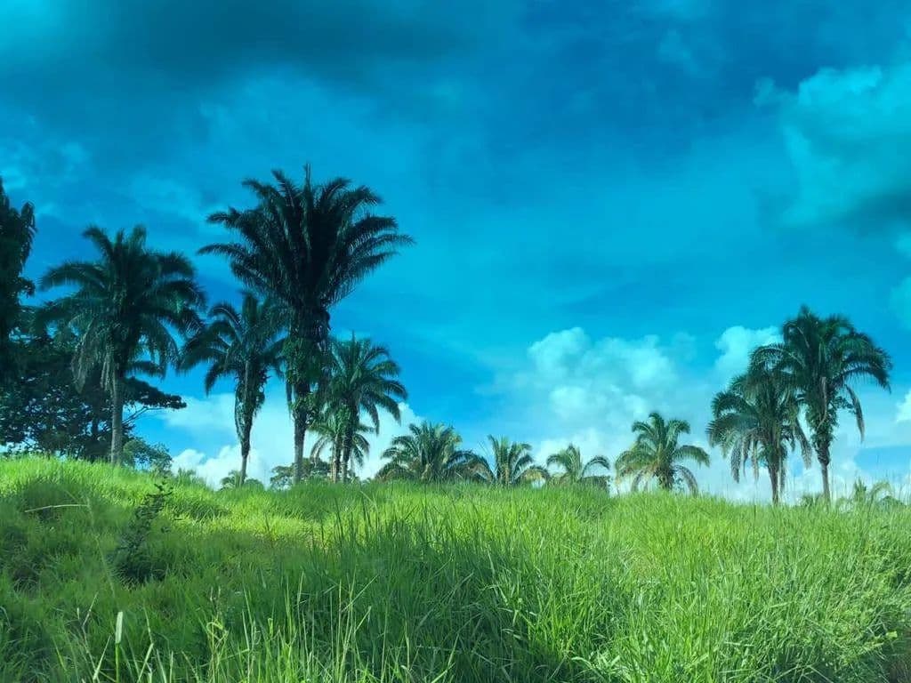 Imagem 5
